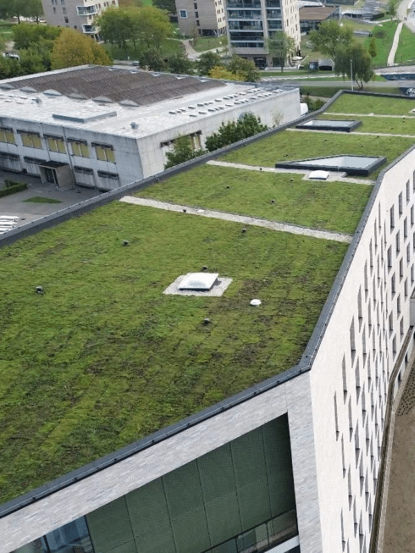 Sedum dak Hoebanx Zicht op groen Hasselt