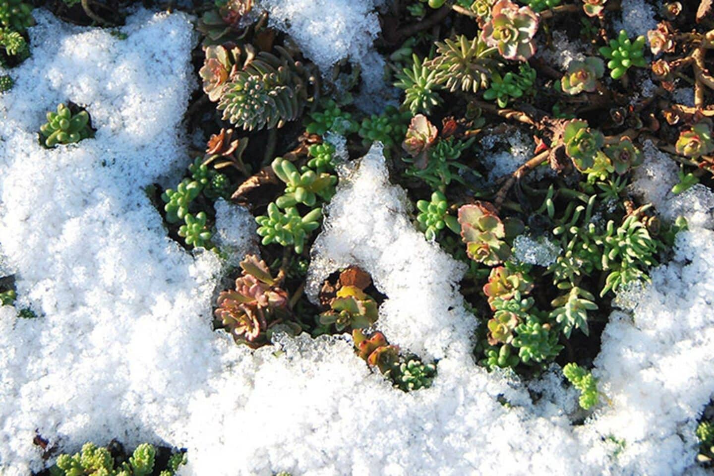 Sedum in winter