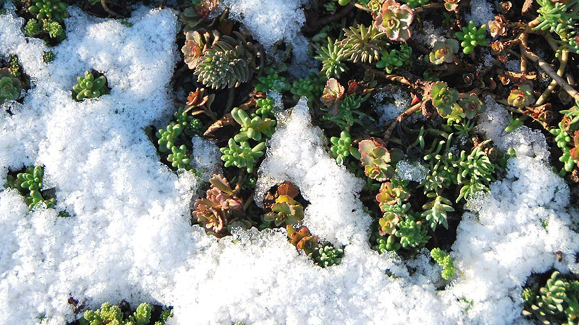 Sedum in winter