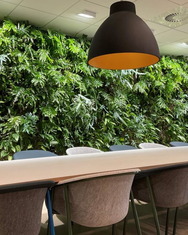 SemperGreenwall augustus