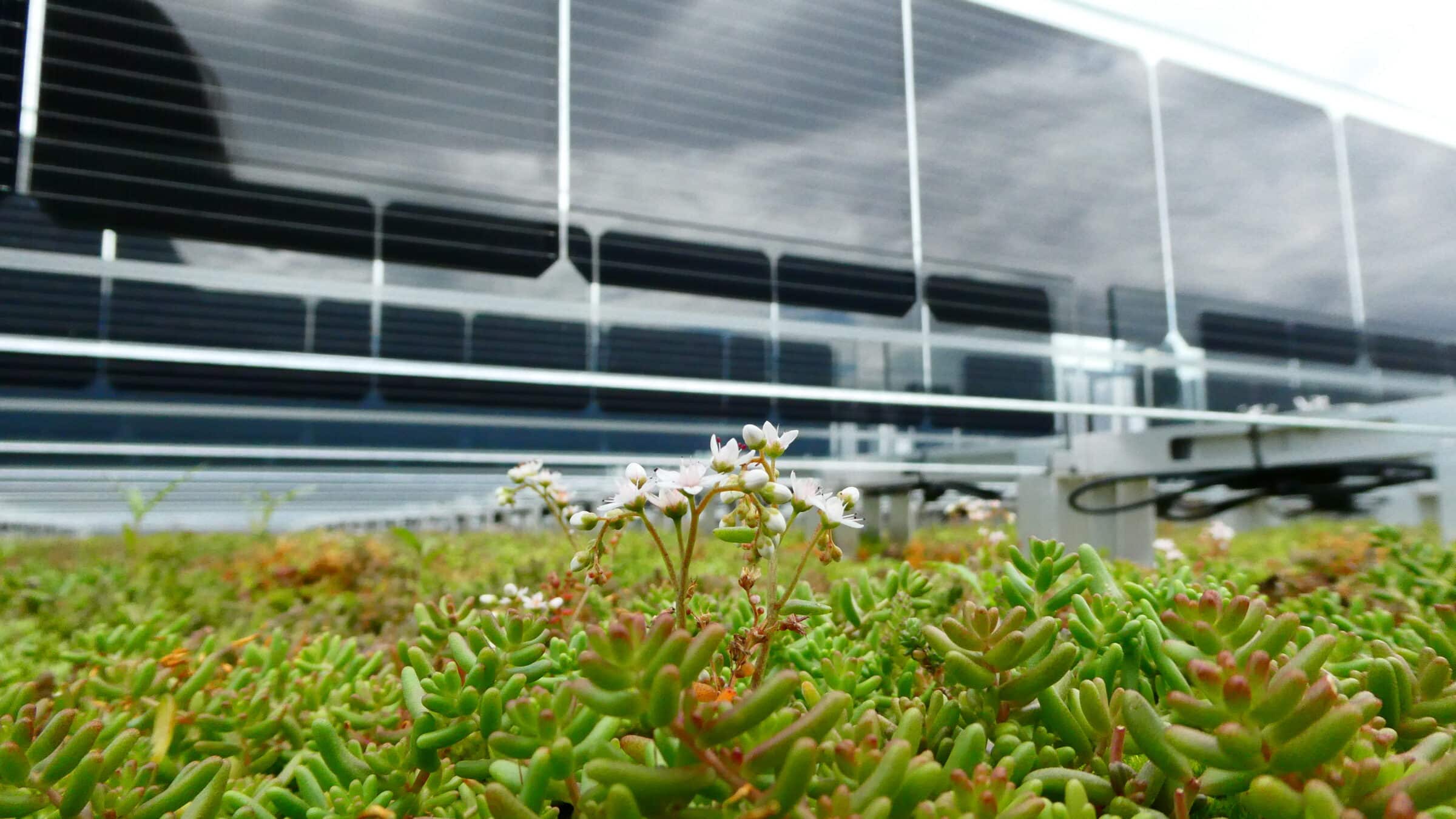 Sempergreen Solar Green Roof