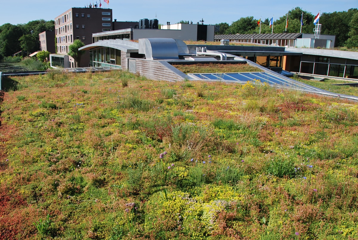 Sempergreen green roof Mitland Utrecht