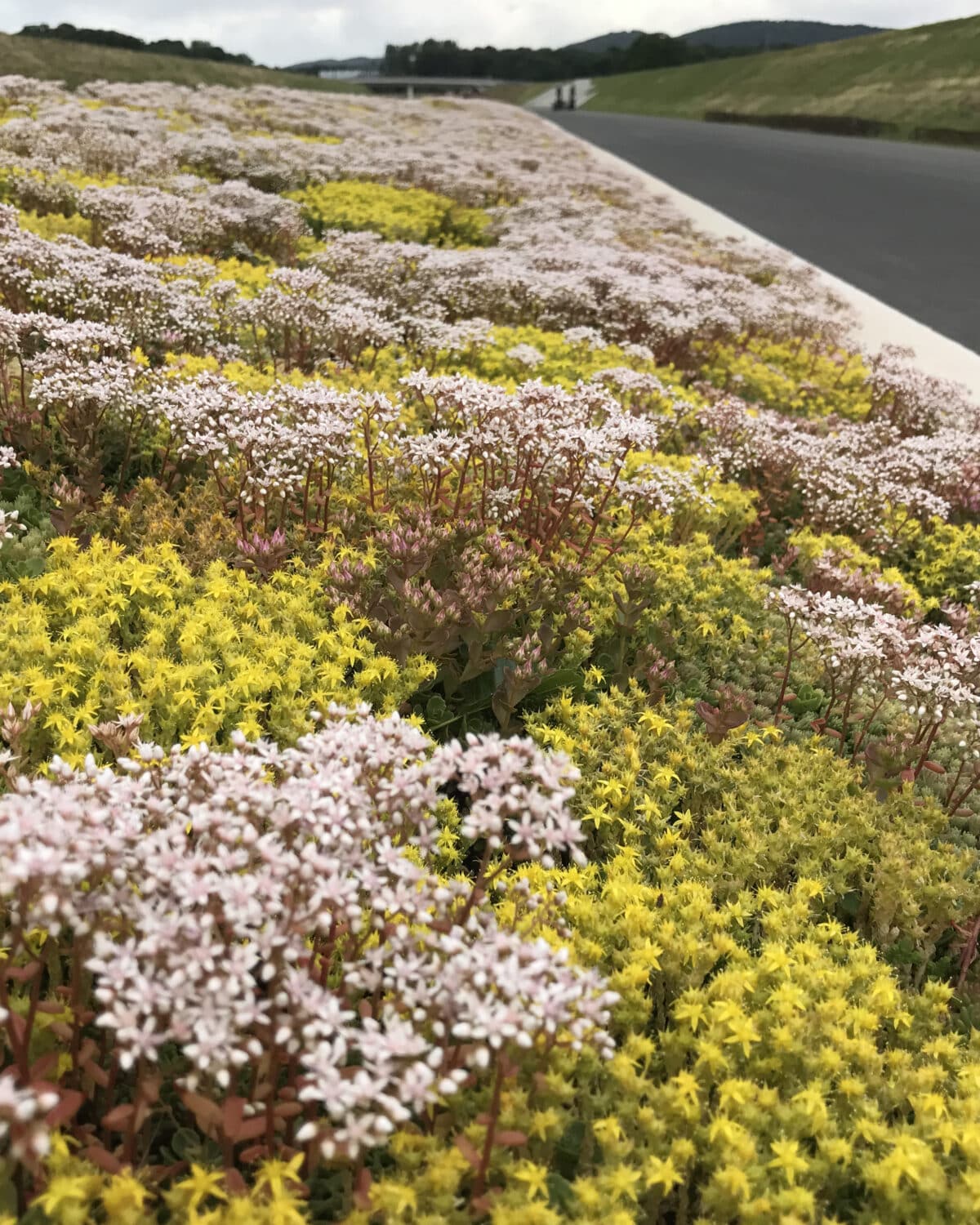 Sempergreen Autobahn A33 Bielefeld