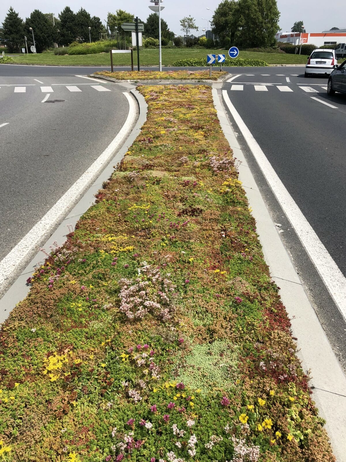 Sempergreen Mittelstreifen