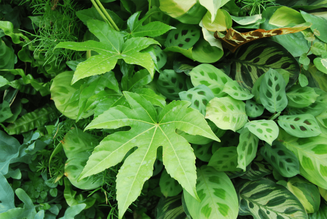 SemperGreenwall indoor Pflanzung