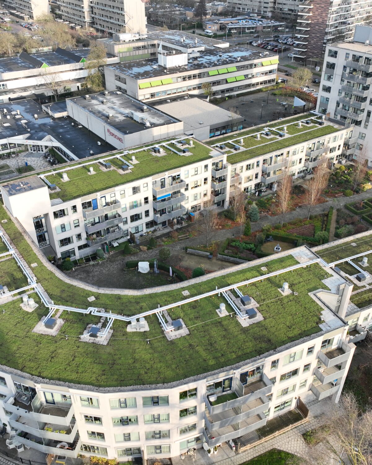 Sedum pflanzen Gründach Sempergreen Zwijndrecht