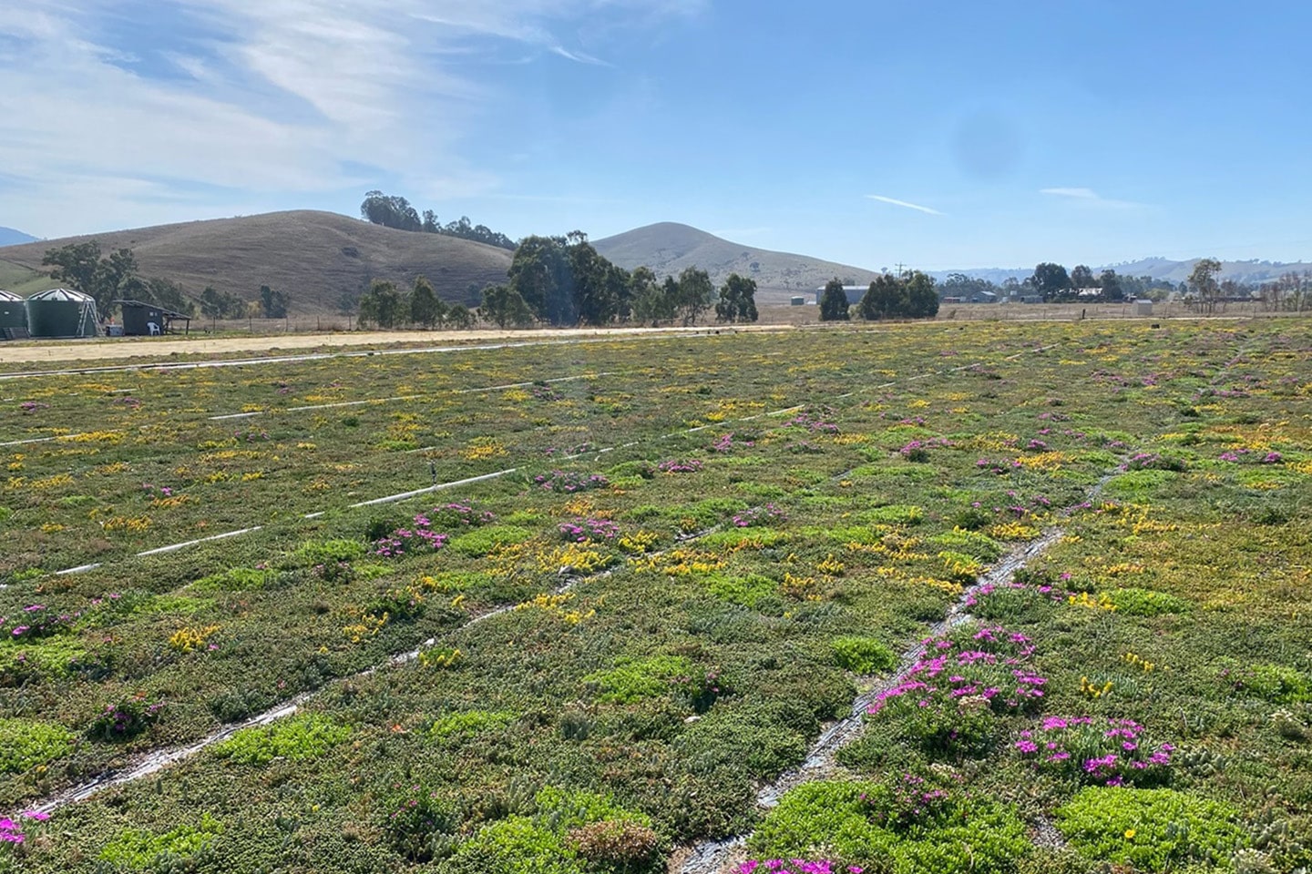 Sempergreen expands into Australia