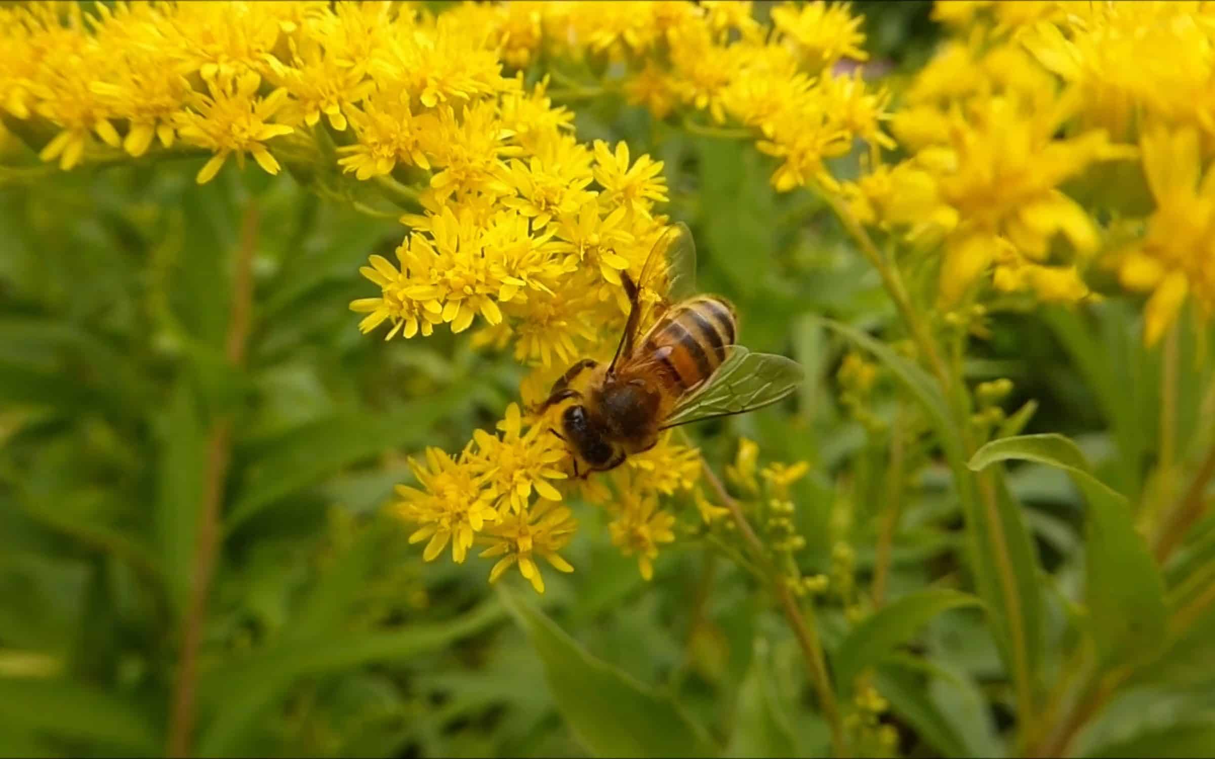 The added value of a Biodiversity Package on a Sedum roof