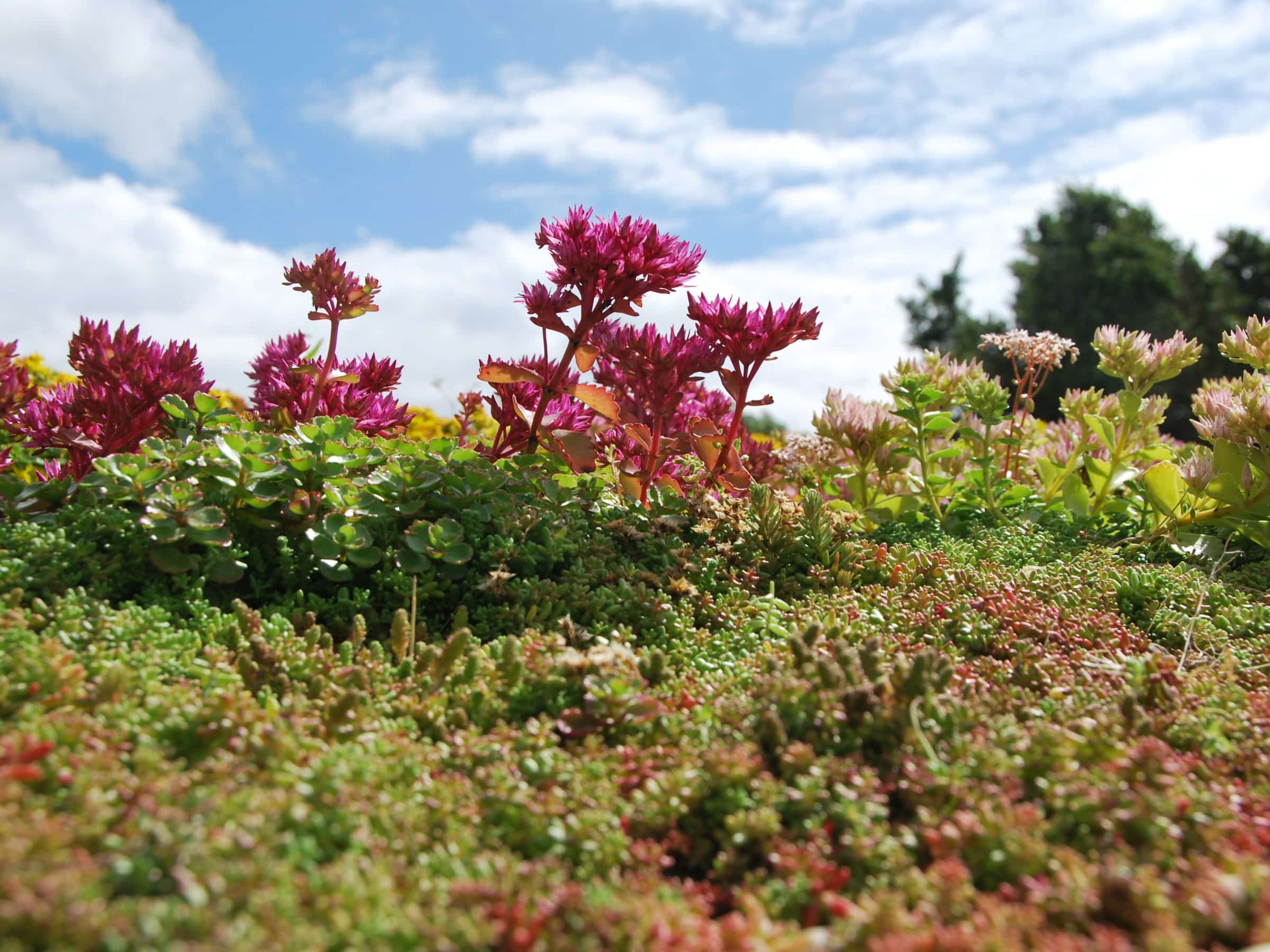 Green roofs with Sedum