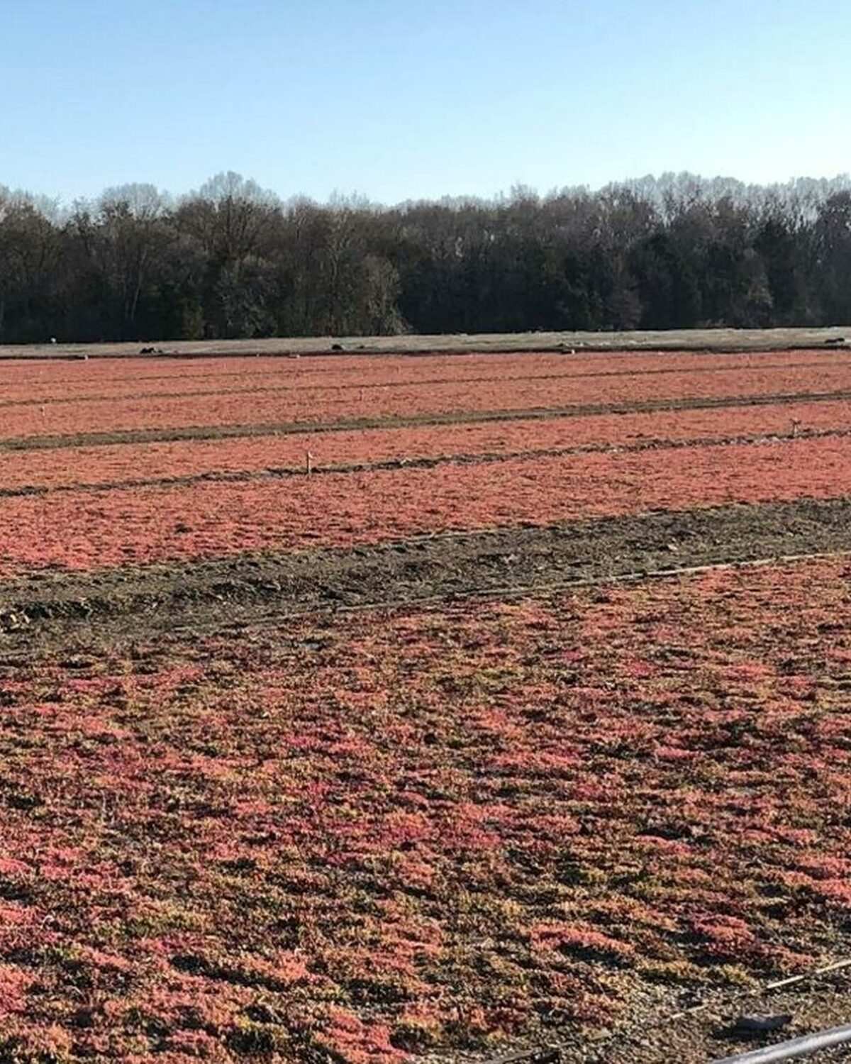 sempergreen sedum in fall