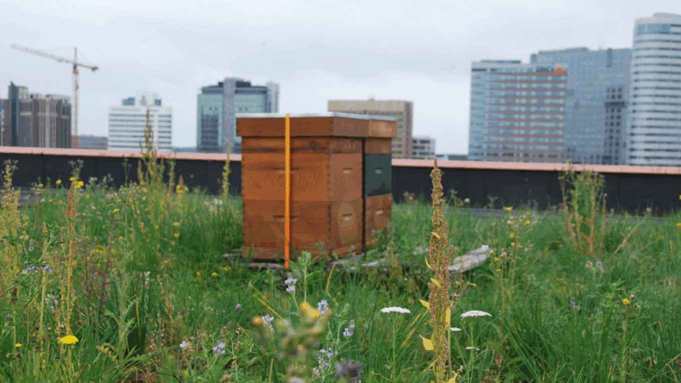 Sempergreen roof with Bees and Butterfliesblanket uitgelicht