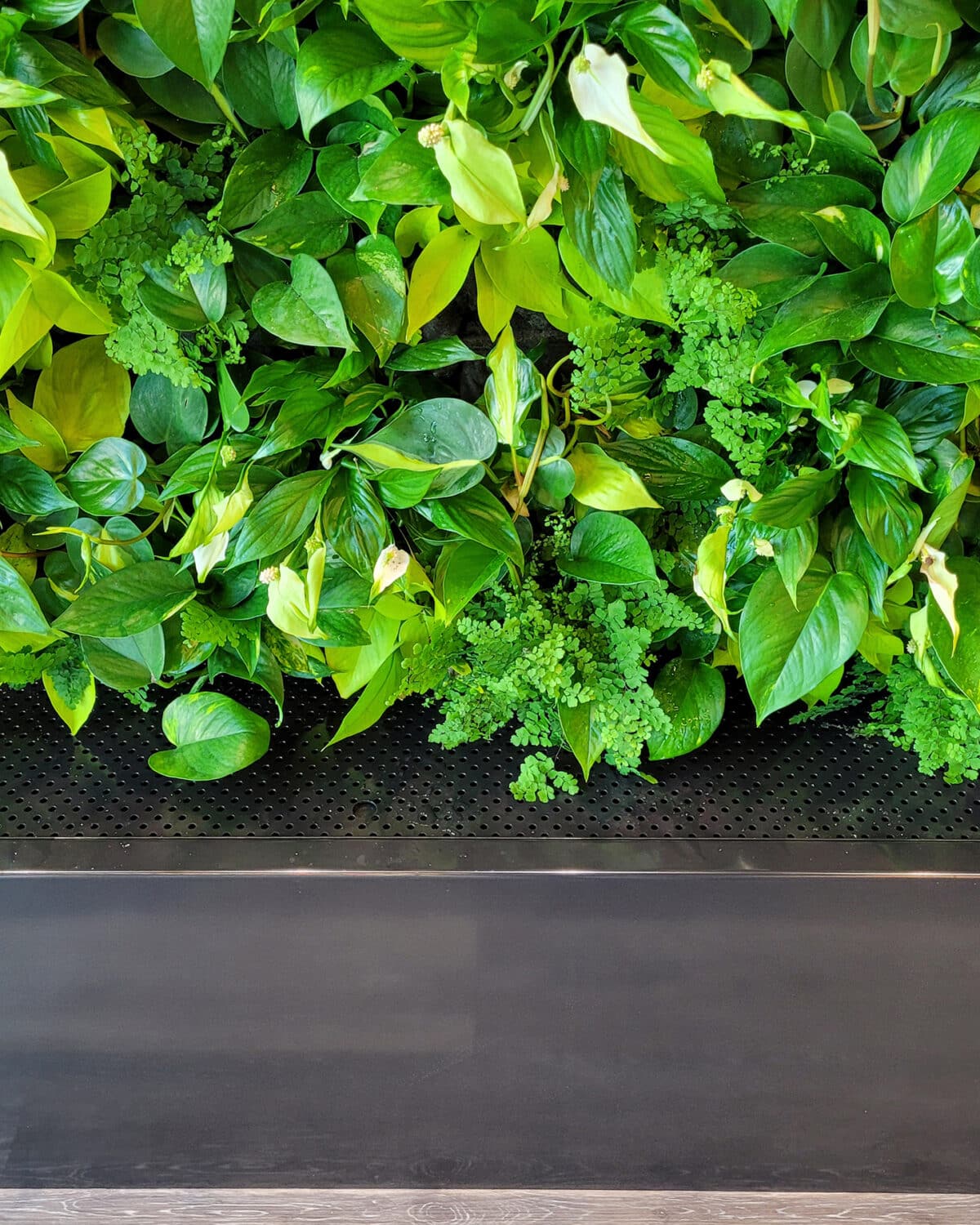 Green Roof & Living Wall Projects